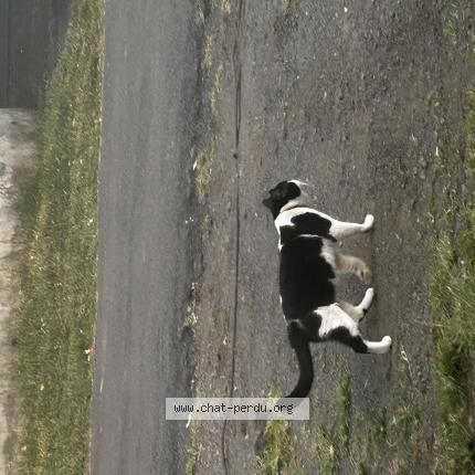 Foto 1/1 Gato encontrado Encontrado en Ravine des cabris