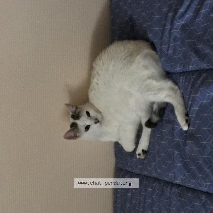 Foto 1/1 Alaska ou Laska Chat perdido en La tour de salvagny