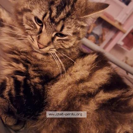 Foto 1/1 Zira Chat perdido en L isle d abeau