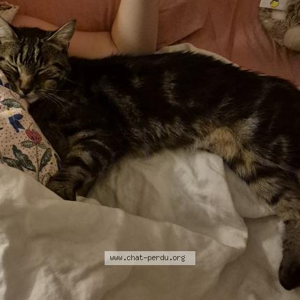 Foto 1/1 Tigrou Chat perdido en Nancy