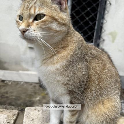 Foto 1/1 NINA Chat perdido en Meyrargues