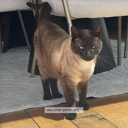 Foto 1/1 Nougat Chat perdido en Pommeuse