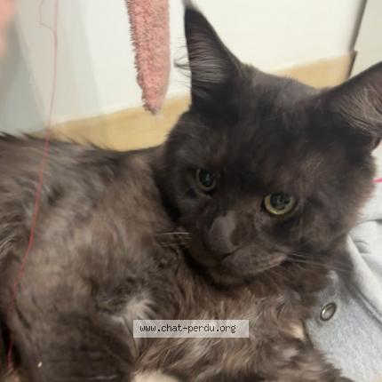 Foto 1/1 Ulys Chat perdido en Evry