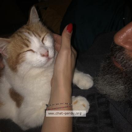 Foto 1/1 Faro Chat perdido en Niort