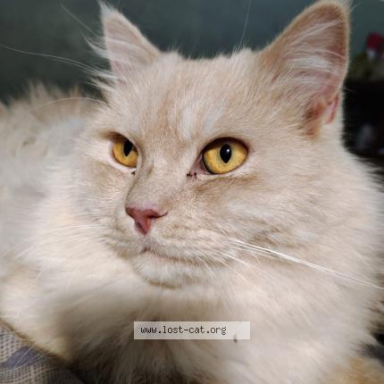 Foto 1/1 Coco Chat perdido en Wah cantt