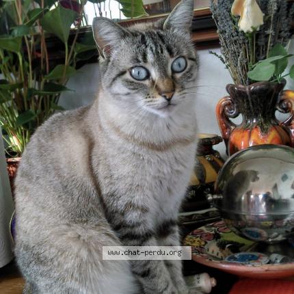 Foto 1/3 Ice tea Chat perdido en Sorgues