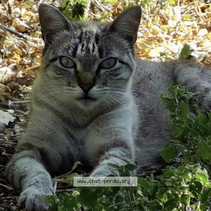Foto 2/3 Ice tea Chat perdido en Sorgues
