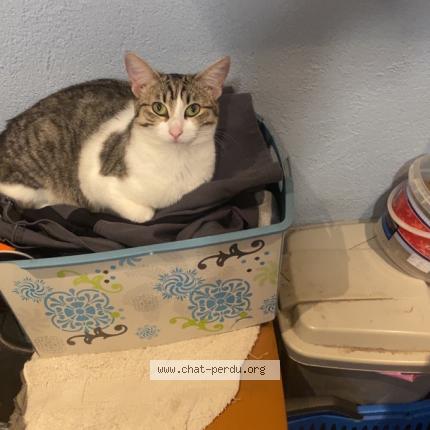 Foto 1/1 Clea Chat perdido en Bourgogne