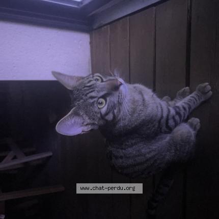 Foto 1/1 Gato encontrado Encontrado en Toulouse