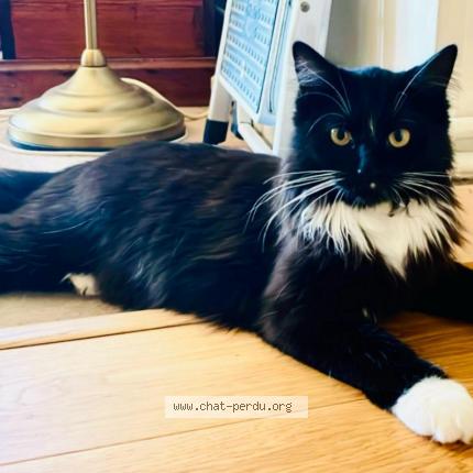 Foto 1/1 Baltimore Chat perdido en Paris