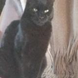 Foto del gato perdido en Les Arcs