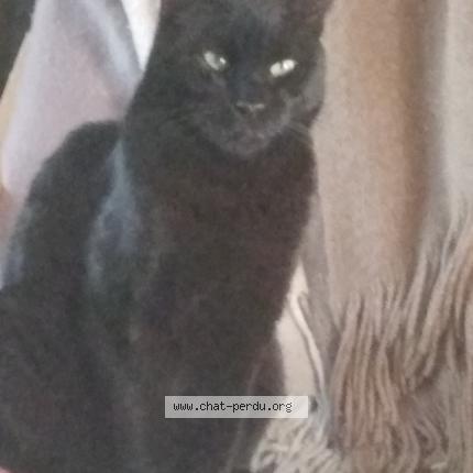 Foto 1/1 Loustic Chat perdido en Les arcs