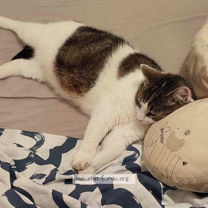 Foto 1/1 Snotra Chat perdido en Lons le saunier