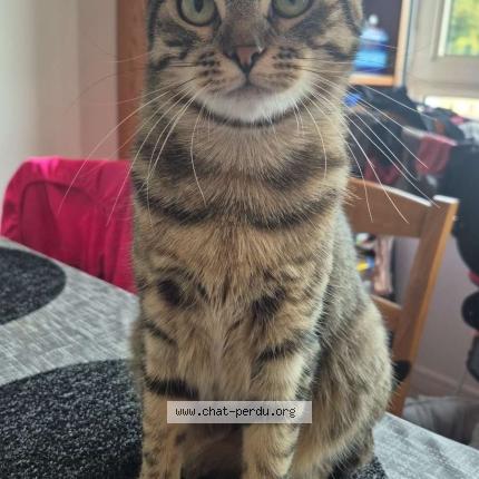 Foto 1/1 MYSTIE Chat perdido en Laon