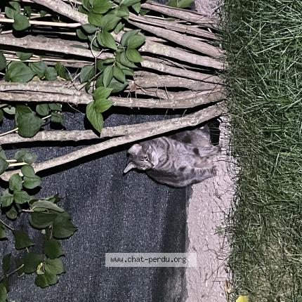 Foto 1/1 Gato encontrado Encontrado en Reims