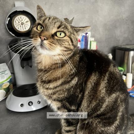 Foto 1/1 Charlie Chat perdido en Thaon les vosges