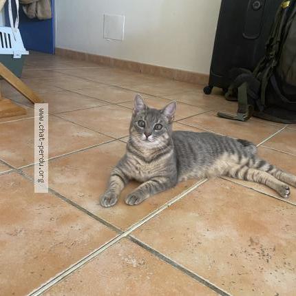 Foto 1/1 George Chat perdido en Ambares et lagrave