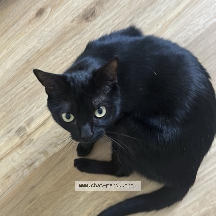 Foto 1/1 Jannah Chat perdido en Balaruc les bains