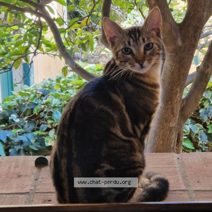 Foto 1/1 Jack Chat perdido en La gaude