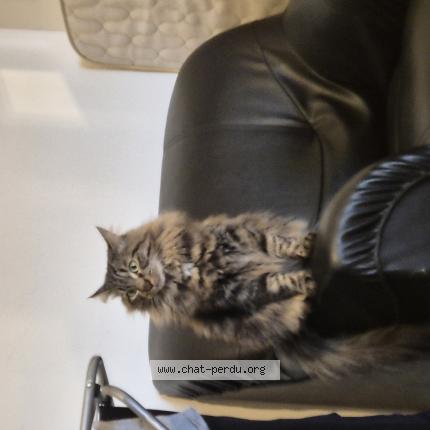 Foto 1/1 Marcus Chat perdido en Balbigny