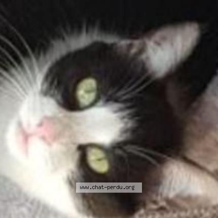 Foto 1/1 TILLY Chat perdido en Bazac