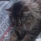 Foto del gato perdido en Cormontreuil