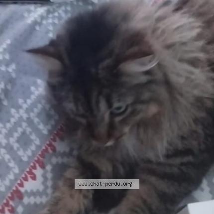 Foto 1/1 Hermine Chat perdido en Cormontreuil