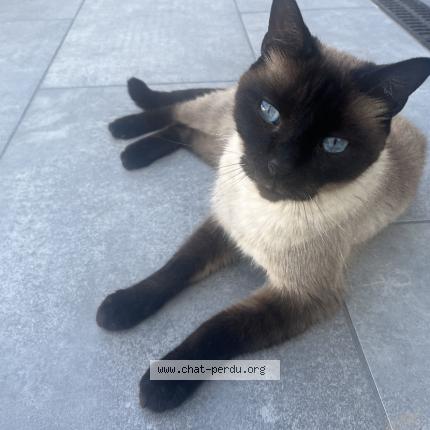 Foto 1/1 NOUGAT Chat perdido en Agde