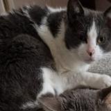 Foto del gato perdido en Chartrettes