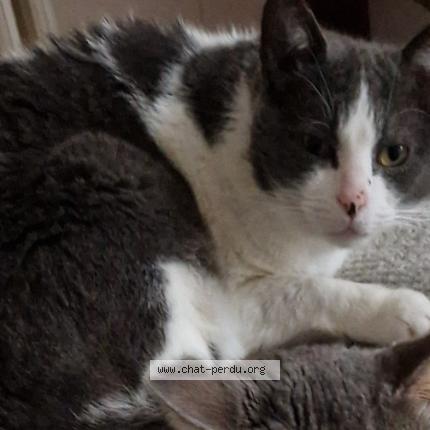 Foto 1/1 Chiffon Chat perdido en Chartrettes