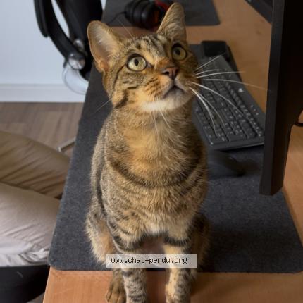 Foto 1/1 Goun twix Chat perdido en Saint gely du fesc