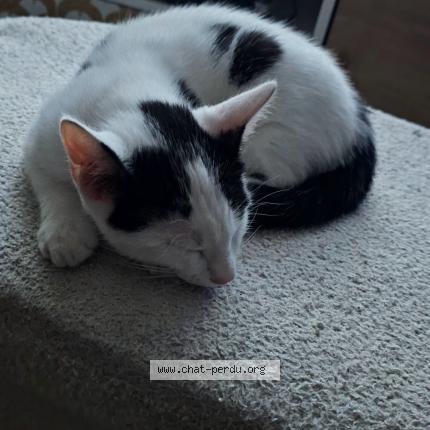 Foto 1/1 Hades Chat perdido en Les avenieres veyrins thuellin