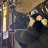 Foto del gato perdido en Barace