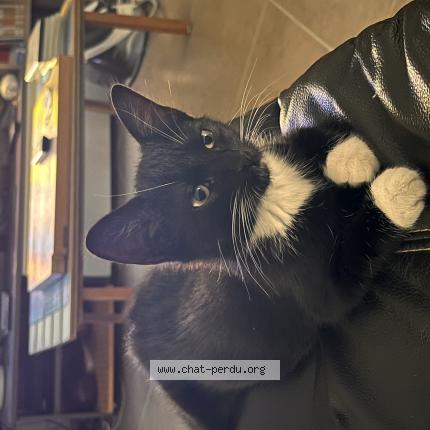 Foto 1/1 Diddlina Chat perdido en Barace