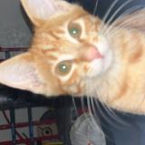 Foto del gato perdido en Lamasquere