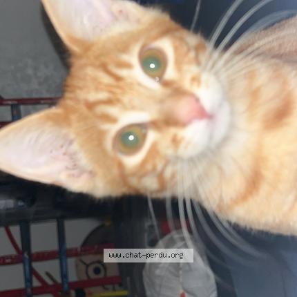 Foto 1/1 Moustique Chat perdido en Lamasquere