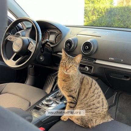 Foto 1/1 Kiara dite Minou Chat perdido en Le drennec