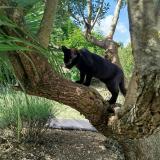 Foto del gato perdido en Le Pallet