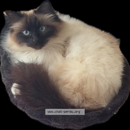 Foto 1/1 Raven Chat perdido en Croissy sur seine