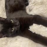 Foto del gato perdido en Castillion D Arthez