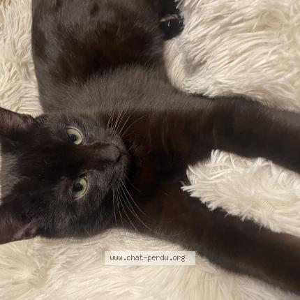 Foto 1/1 Tibou Chat perdido en Castillion d arthez