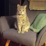 Foto del gato perdido en Saint Malo De Guersac