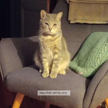 Foto 1/1 Timousse Chat perdido en Saint malo de guersac