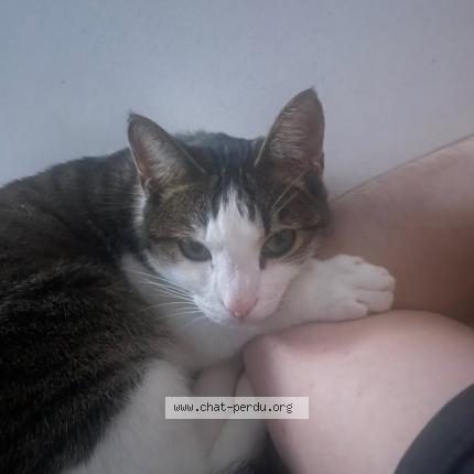 Foto 1/1 Yuuki Chat perdido en Desertines