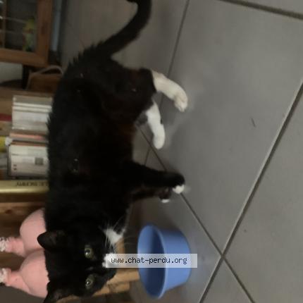 Foto 1/1 Gato encontrado Encontrado en Toulouse