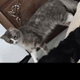 Foto del gato perdido en Montbeliard