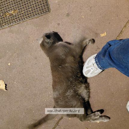 Foto 1/1 Gato encontrado Encontrado en Toulouse