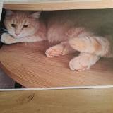Foto del gato perdido en Buzet Sur Tarn