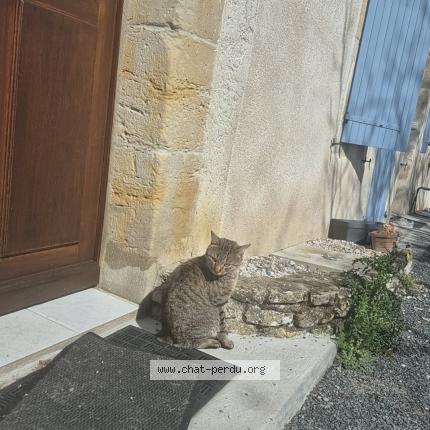 Foto 1/1 Gazo Chat perdido en Castres