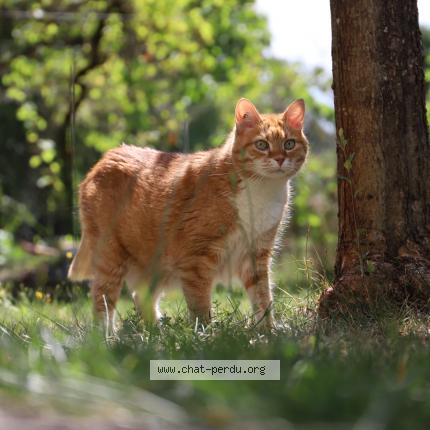 Foto 1/1 Gizmo Chat perdido en Etaules
